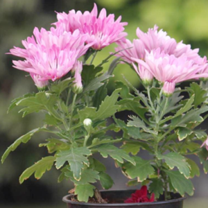 plantslive-shevanti-pink-india