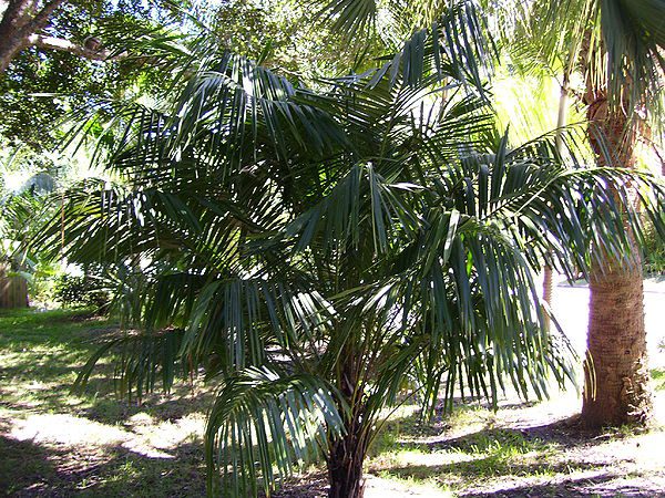 plantslive-Syagrus schizophylla - Plant