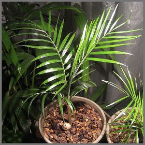 plantslive-Syagrus weddelliana: Cocos weddelliana - Plant