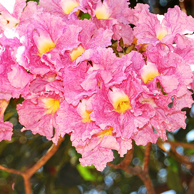 plantslive-Tabebuia Rosea, Savannah Oak - Plant