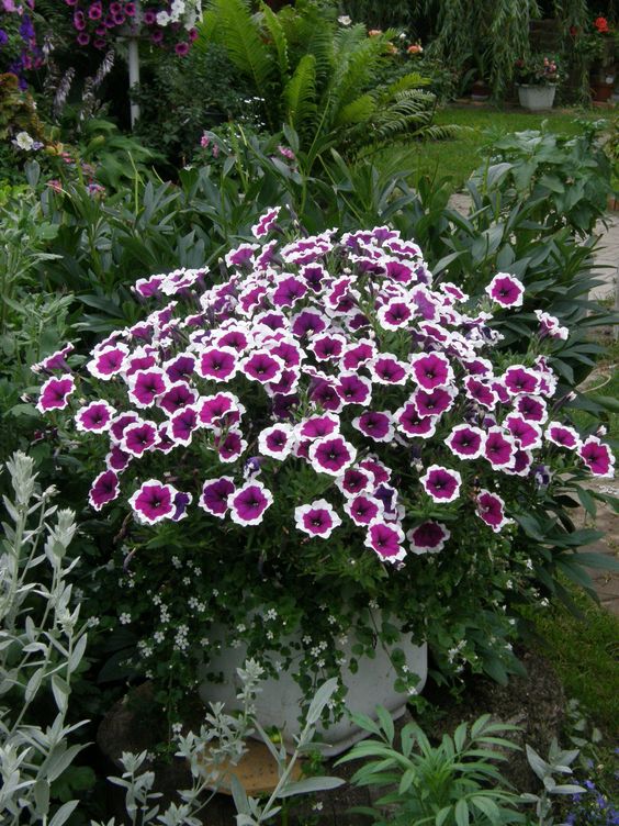plantslive_petunia_purple