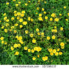 Buy Portulaca Oleracea 10 O Clock Plant Plantslive