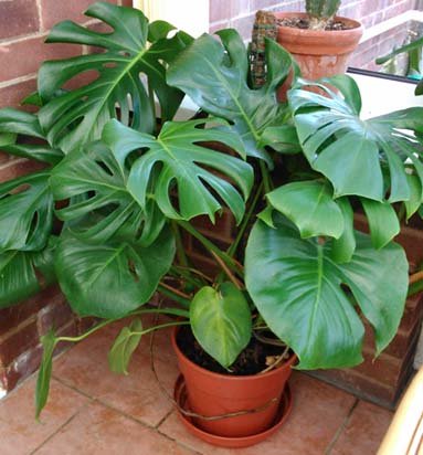 Monstera Deliciosa Plant Plantslive Buy Plants Online India