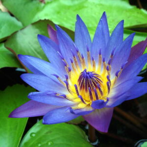 Buy Nymphaea Caerulea, Hybrid Lotus (Blue) – Plant | Plantslive