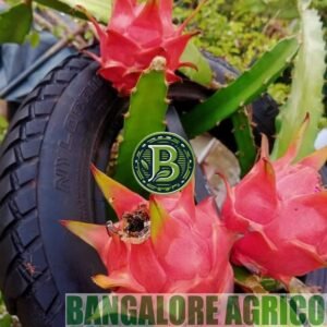 Dragon fruit plant Bangalore Agrico