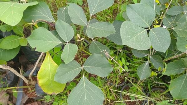 Palash-Butia-Flame-of-Forest