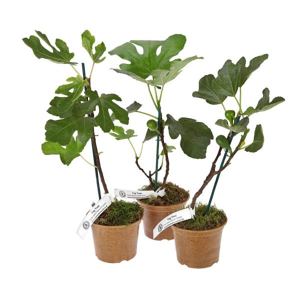 original_fig_plantslive