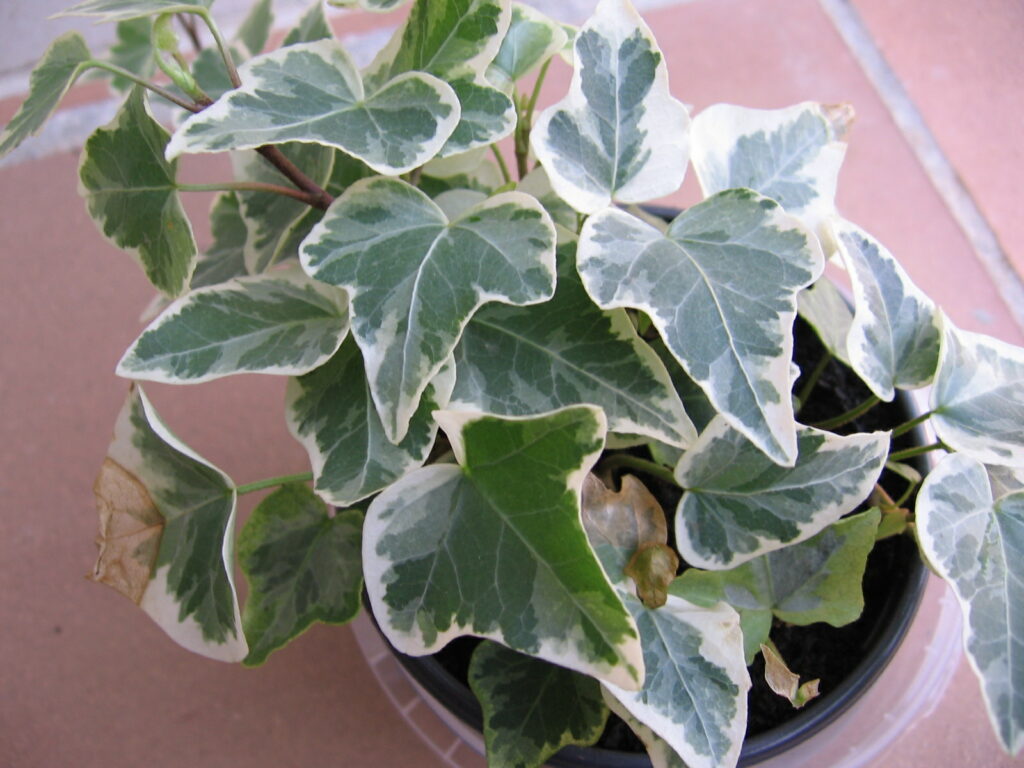 Buy Variegated English Ivy – Plant | Plantslive