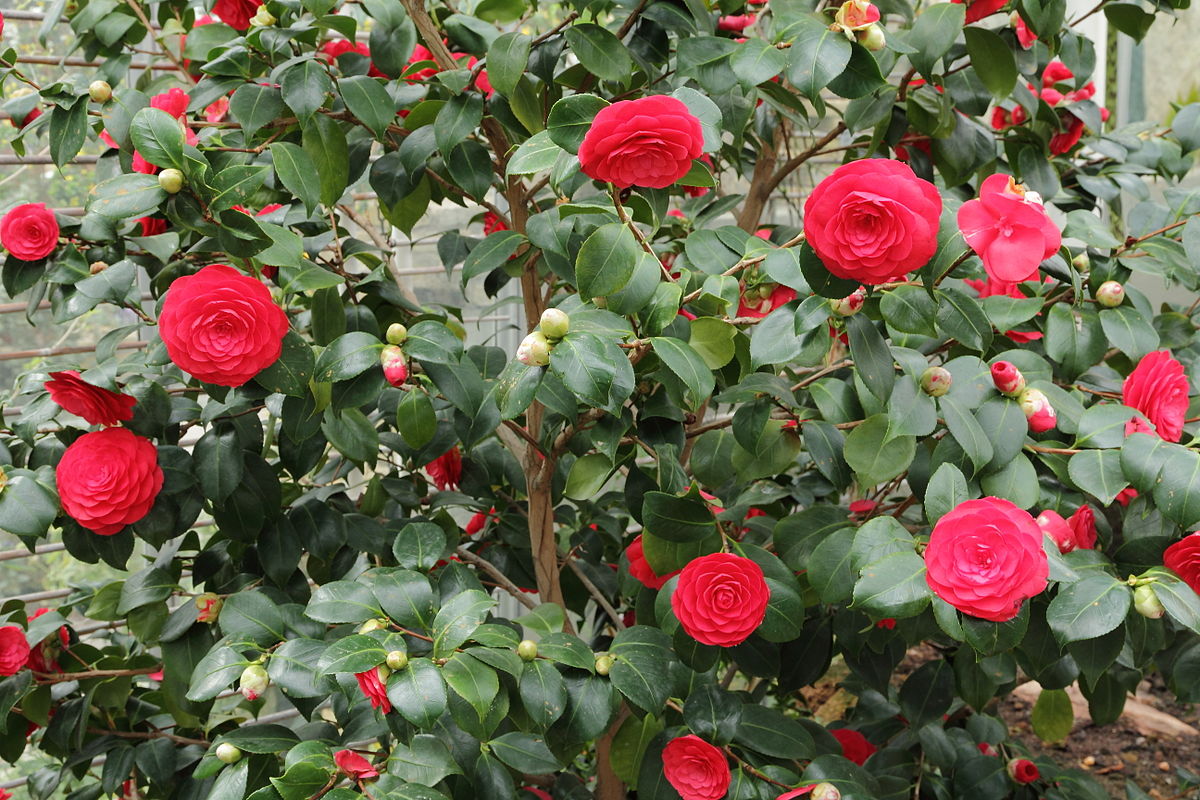 Buy Camellia – Plant | Plantslive