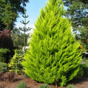 Buy Cypress Golden – Plant | Plantslive