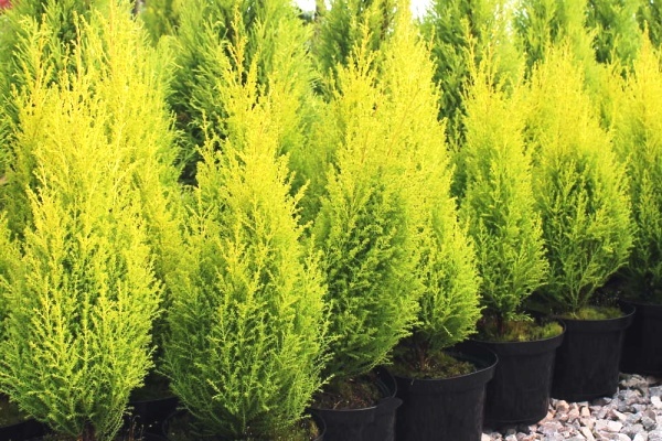 Golden Cypress Plant Care India
