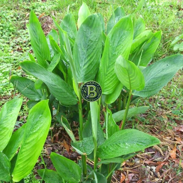 Arrowroot - Maranta arundinacea - 5 plants