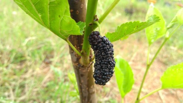 Bonsai mulberry plant