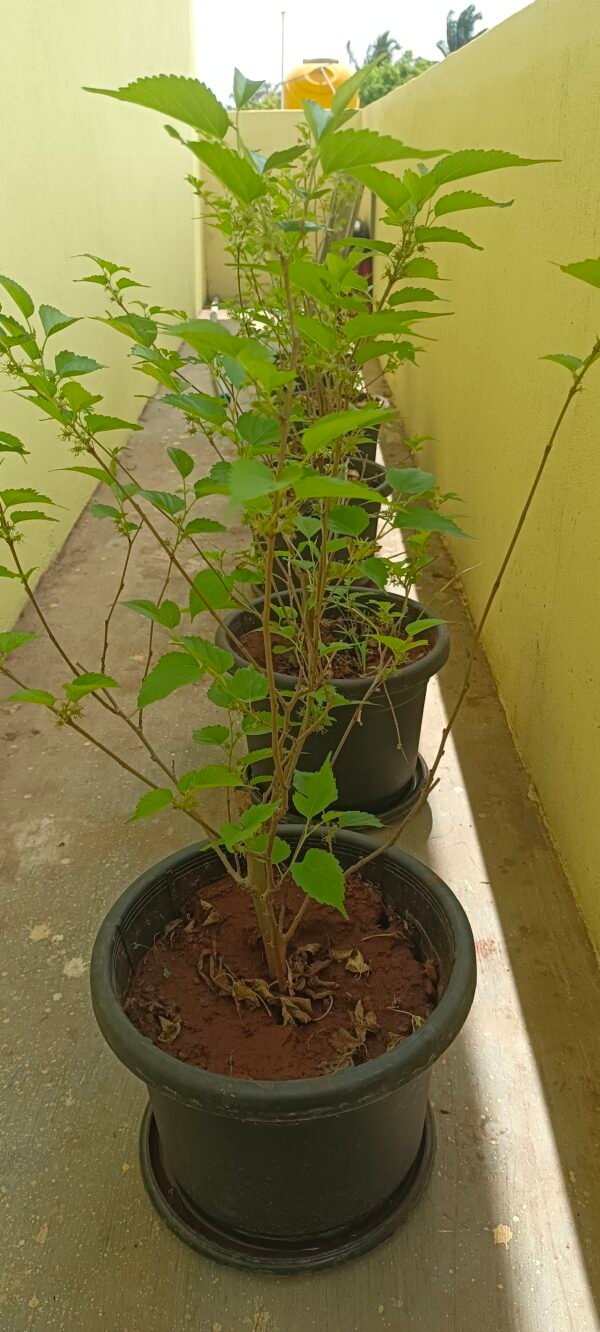 Bonsai mulberry