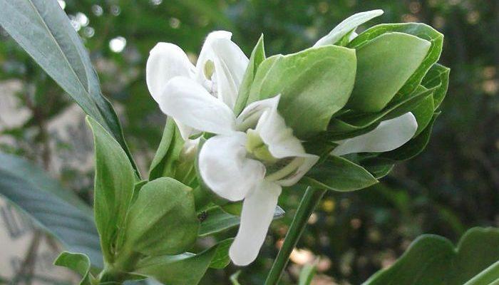Buy Adhatoda vasica-Malabar Nut, Adalodakam, Chittadalodakam-plant |  Plantslive