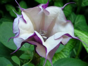 Buy Datura stramonium Flower | Plantslive