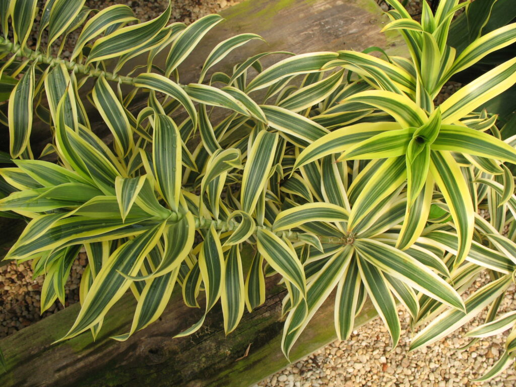 Buy Dracaena reflexa | Plantslive