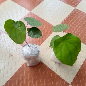 Tree turmeric