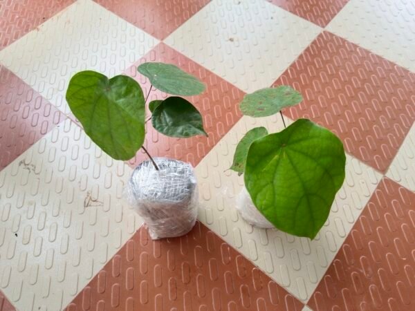 Tree turmeric
