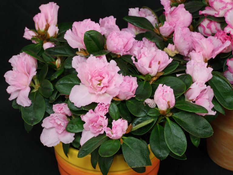 Rhododendron simsii – Plantslive