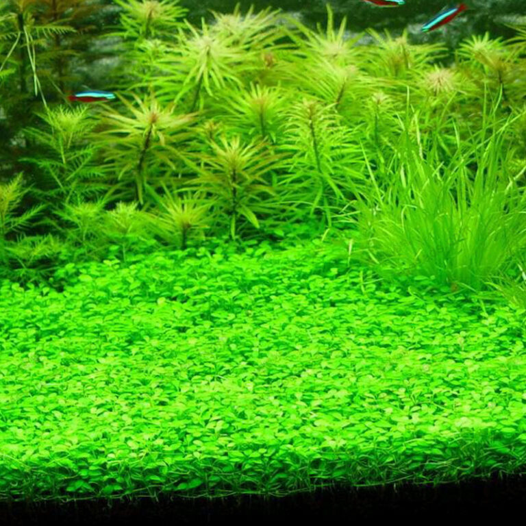 Buy Aquarium-Water-Grass-Seeds - SeeD 768x768