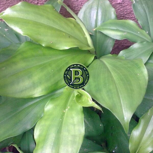 INSULIN PLANT - COSTUS IGNEUS - SET OF 4 - MANY LEAVES - BANGALORE AGRICO - 2 YEARS