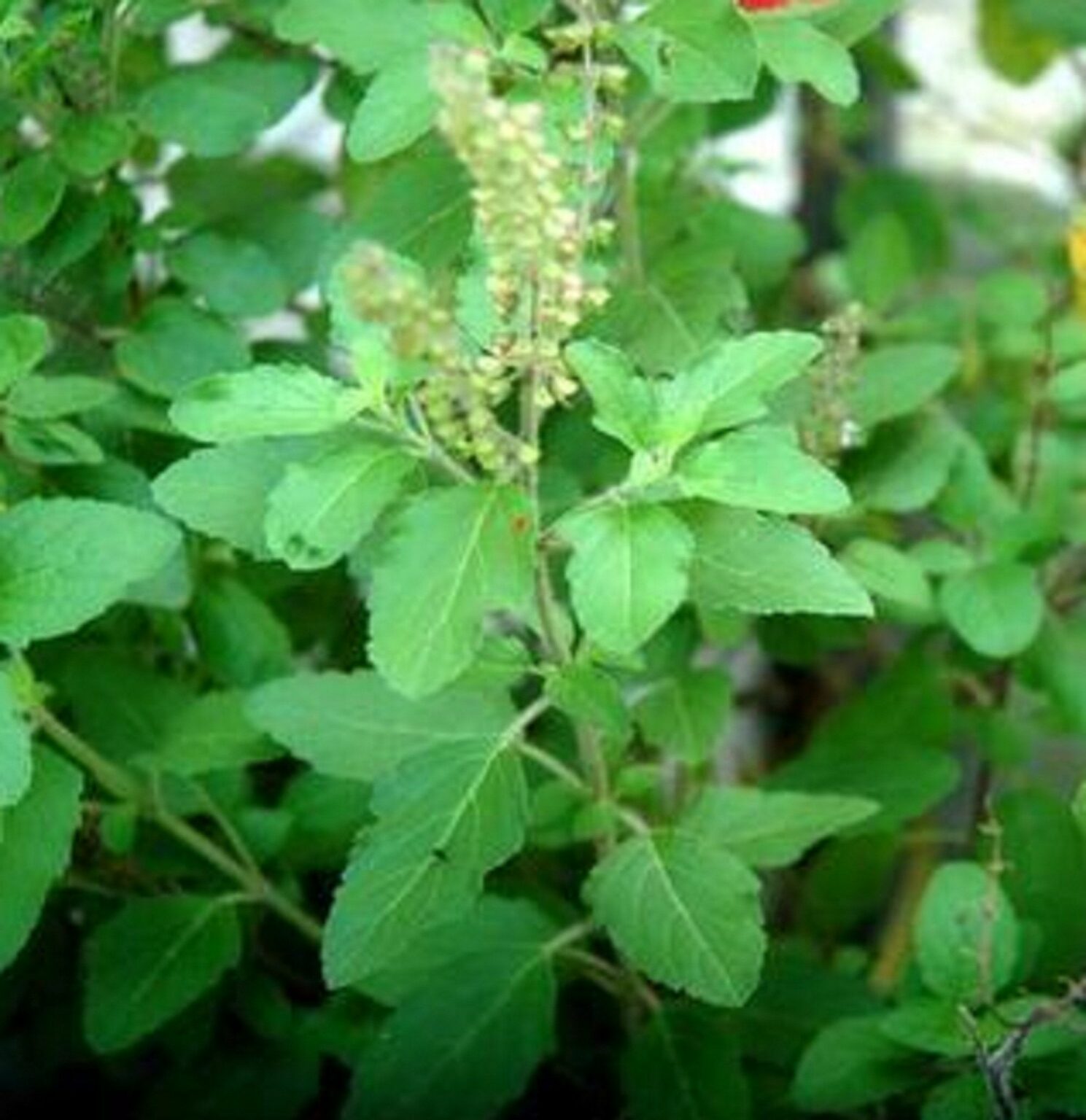 buy-rama-tulsi-tulsi-green-plant-plantslive