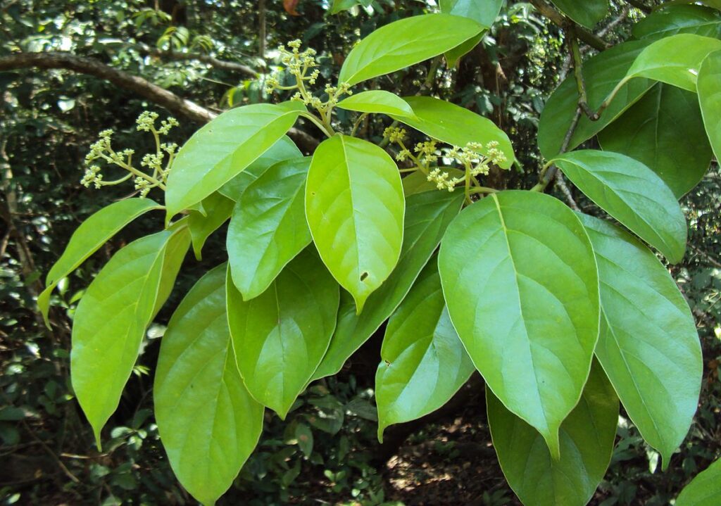 Mastixia arborea ssp. arborea- Velladambu, Rambamaram, Kattukarpooram ...