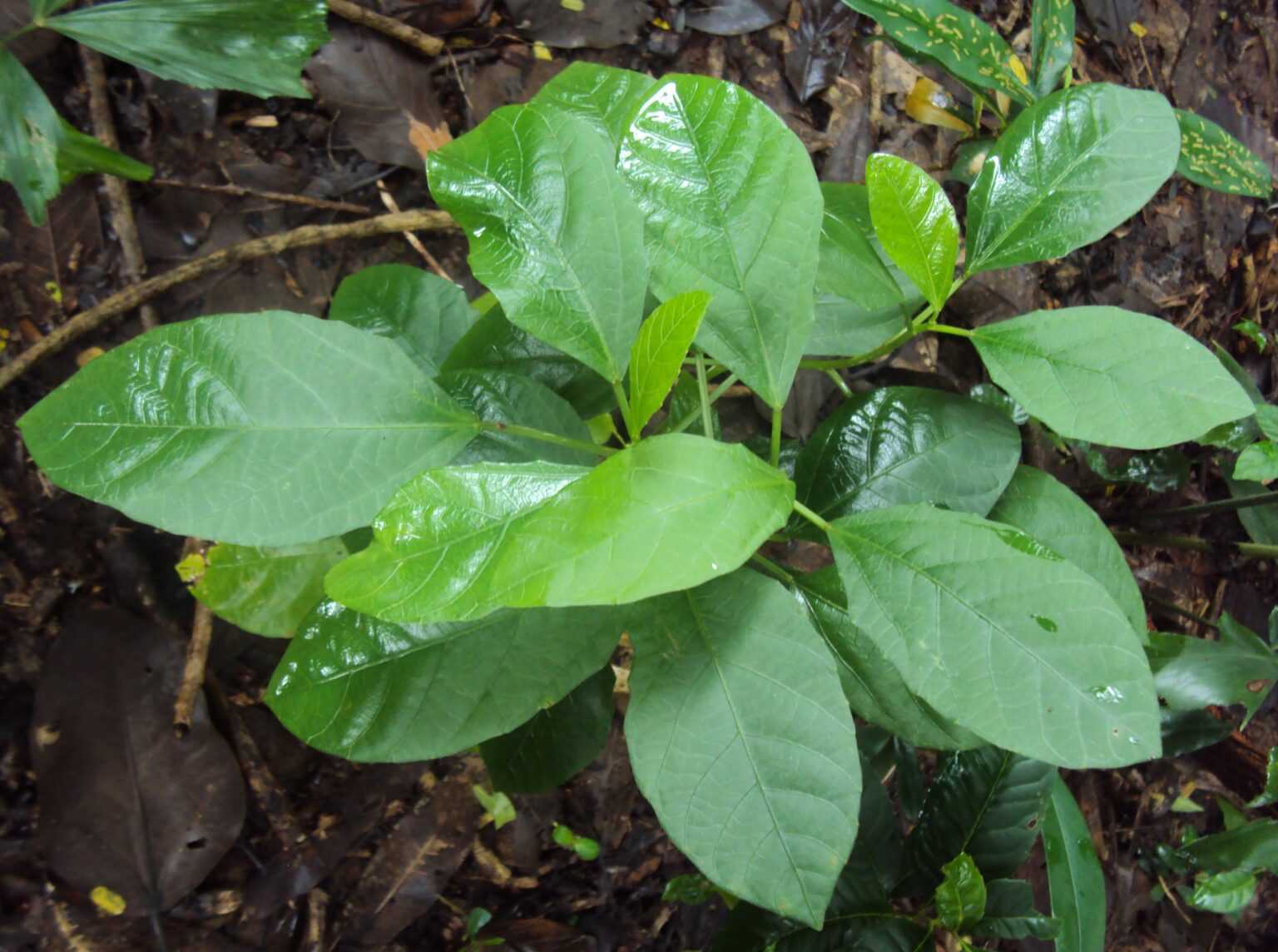 Baliospermum montanum- Cheriyadanthi, Danthi, Dantika, Kadalavannakku ...