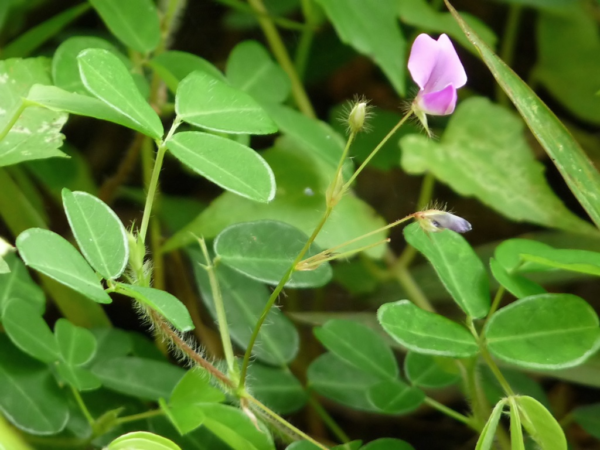 Desmodium_triflorum_in_Plantslive