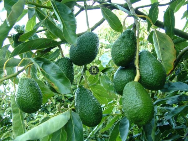 AVOCADO - PERSEA AMERICANA - LIVE PLANT - ALL CLIMATE - BANGALORE AGRICO