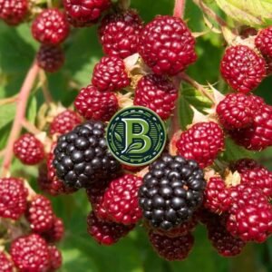 buy-blackberry-plant-online-india