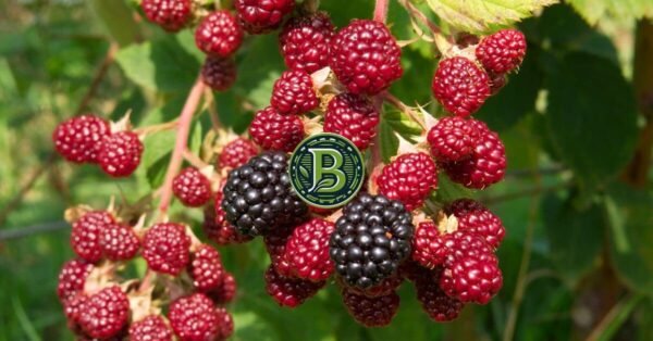 buy-blackberry-plant-online-india