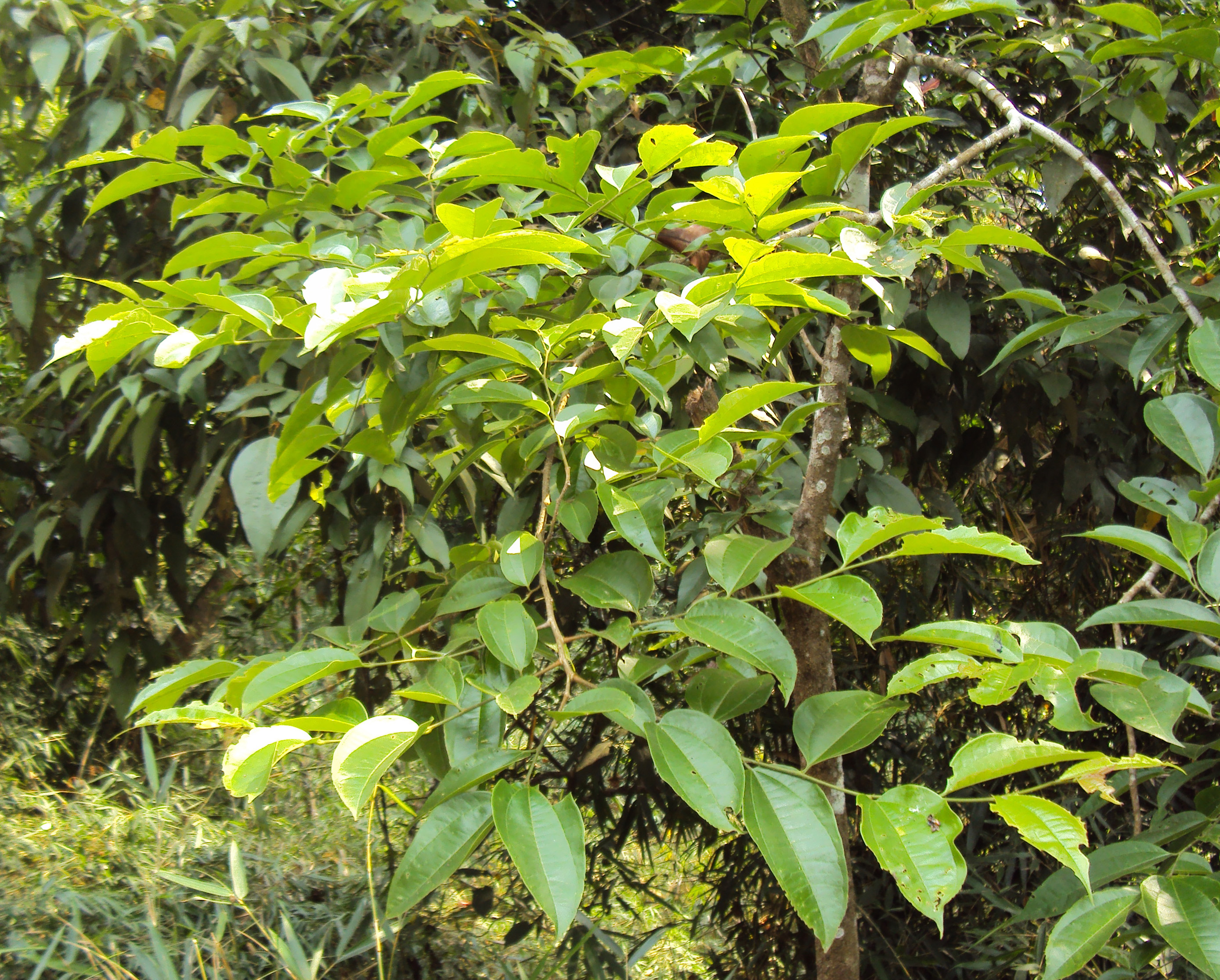 Celtis timorensis- Butha, Butha-onatthi, Poochakkurumaram-plant ...