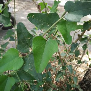 Cocculus hirsutus-Pathalagarudakkodi, Broom creeper