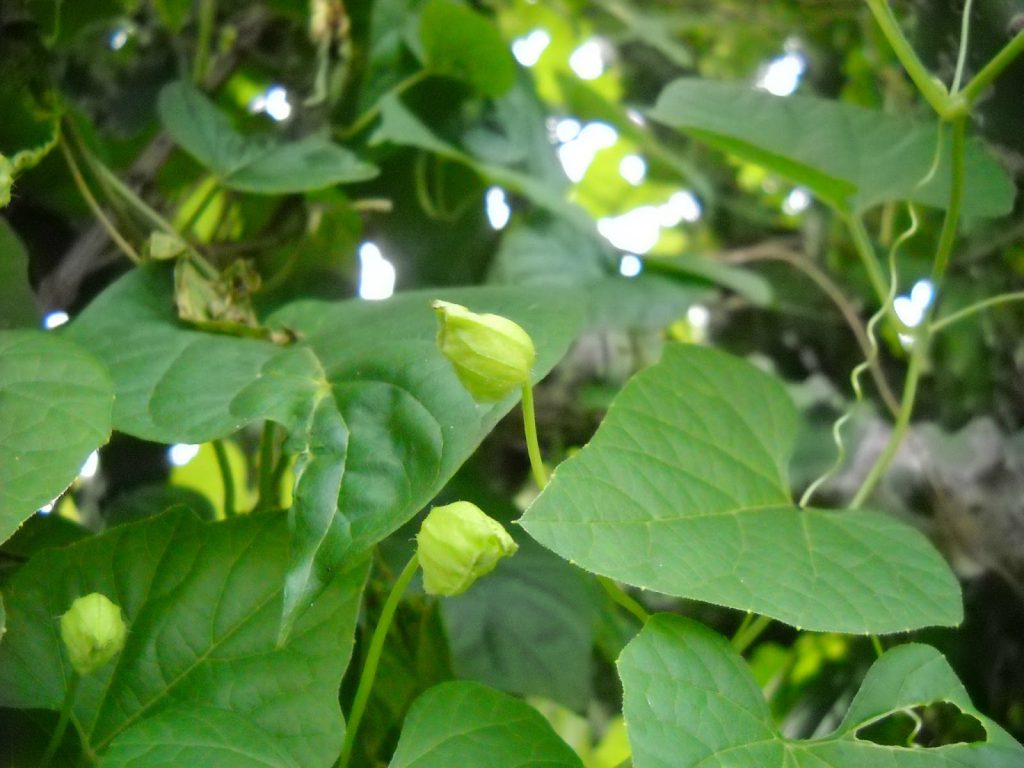 Buy Momordica sahyadrica-plant | Plantslive
