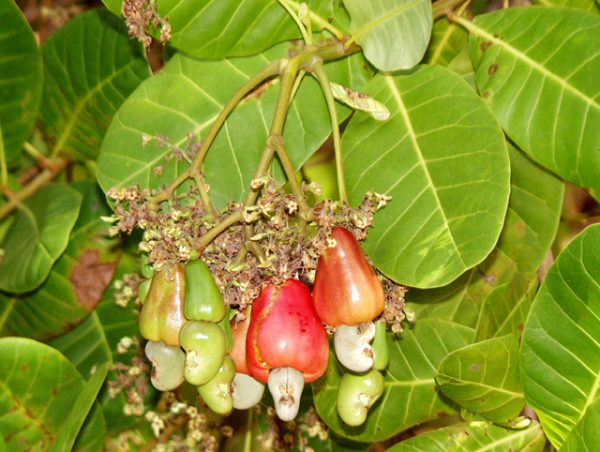 Anacardium occidentale – Kasumavu, Parangimavu, Cashew-nut tree, Cashew ...