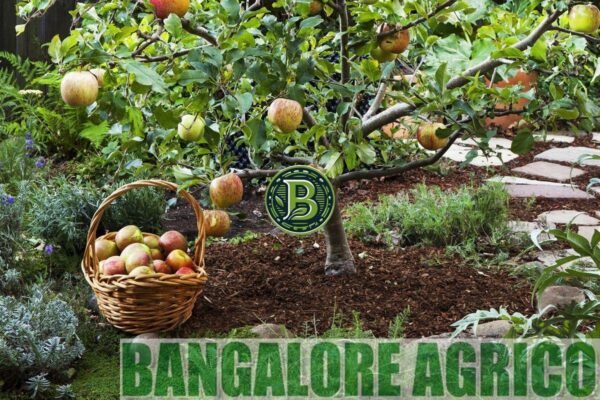 APPLE FRUIT - LIVE PLANT - ALL CLIMATE - BANGALORE AGRICO - Image 3