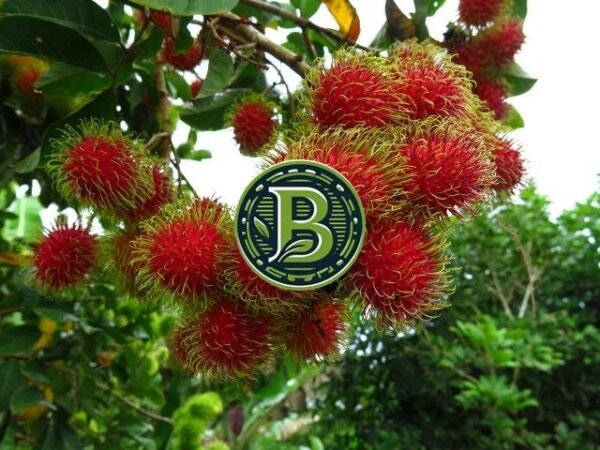 RAMBUTAN FRUIT - LIVE PLANT(BUD OR GRAFT) - ALL CLIMATE - BANGALORE AGRICO