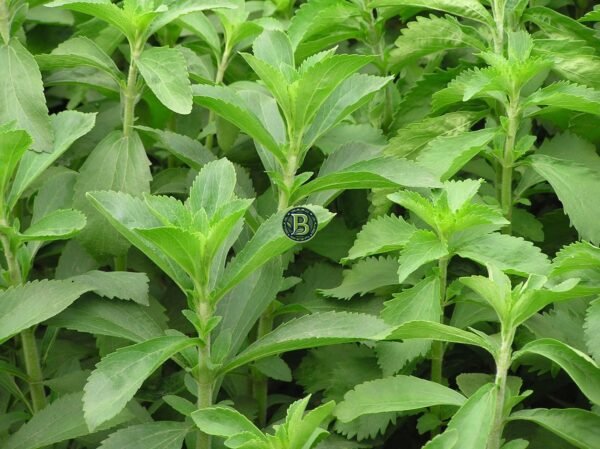 STEVIA  REBAUDIANA PLANT SET OF 3 - BANGALORE AGRICO