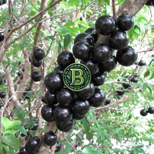 Jabuticaba Fruit - Live Plant - All Climate - Bangalore Agrico