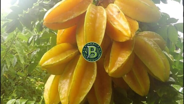 BONSAI STAR FRUIT- AVERRHOA CARAMBOLA -LIVE PLANT - ALL CLIMATE - BANGALORE AGRICO - FIX