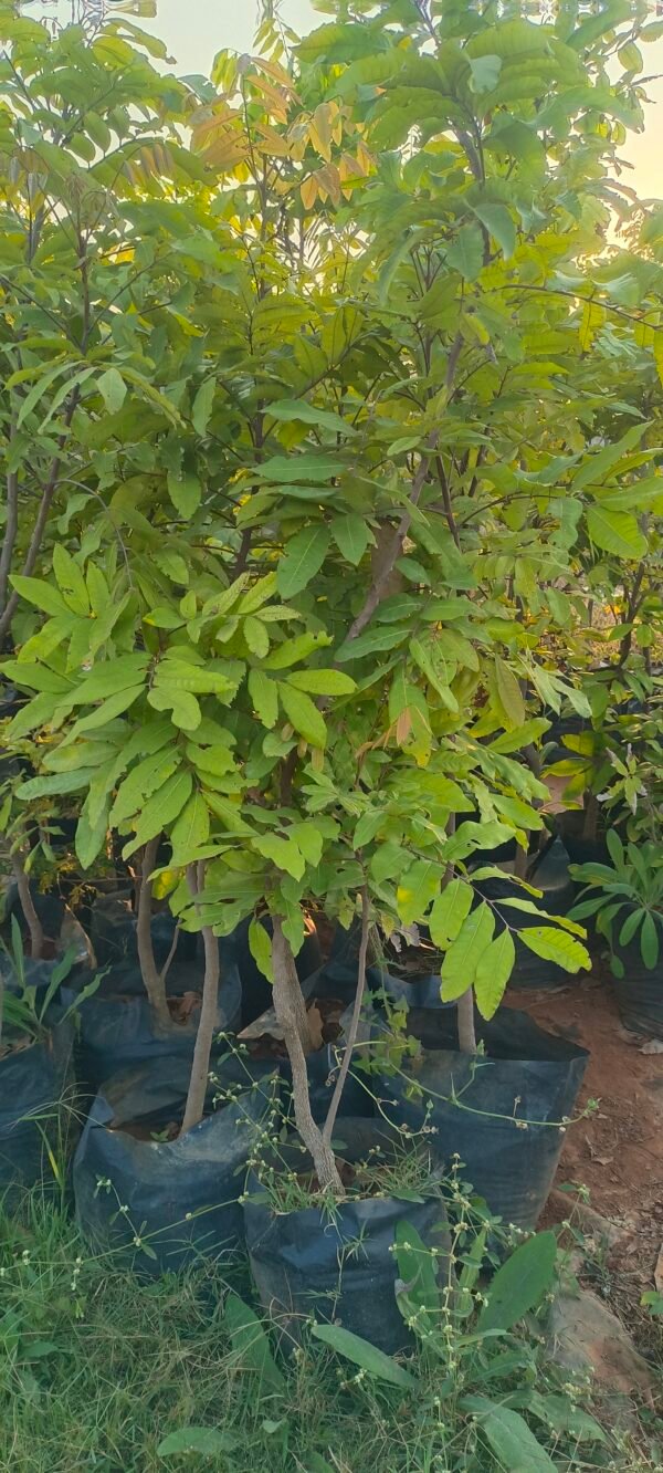 Democarpus Longan