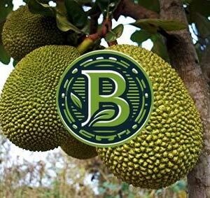 black-gold-jackfruit