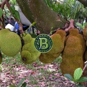 cheena-jackfruit