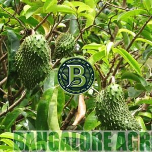 soursop-bangaloreagricojpg