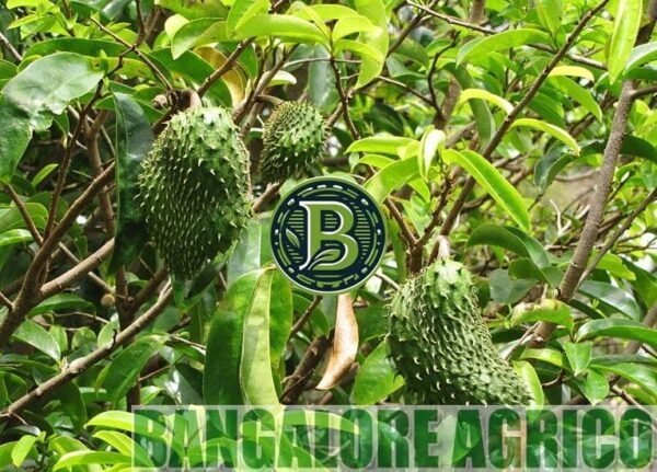 soursop-bangaloreagricojpg