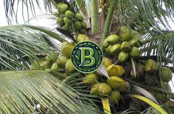 WEST COAST TALL COCONUT-COCOS NUCIFERA- LIVE PLANT - ALL CLIMATE - BANGALORE AGRICO