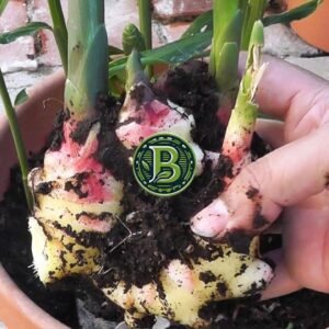 Edible Bulbs