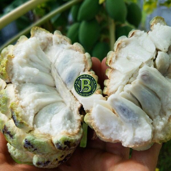 Annona squamosa, Sugar-apple (LAYERED) Custard-Apple- PLANT